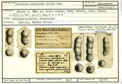 Karteikarte zum Syntyp von Clavulina antipodum Stache, 1864